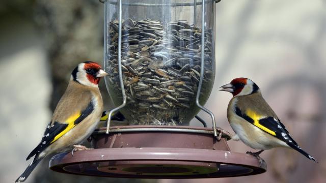 attirer-les-oiseaux-dans-son-jardin