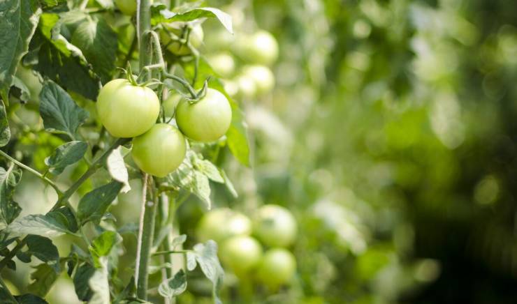 Acheter des plants ou semer ses propres tomates ?